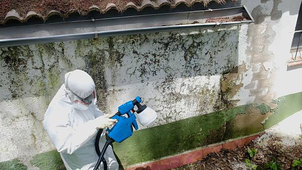 Trusted Mold Removal service in Odessa, FL - Cheap Mold Removal
